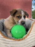 Coco, a female Australian Cattle Dog for sale in Hillsboro, WI – 4 of 5
