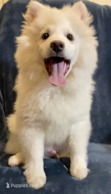 White Foxy – American Eskimo puppy for sale in Hillsboro, WI