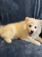 White Foxy, a male American Eskimo for sale in Hillsboro, WI – Photo 4 of 5