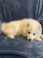 White Foxy, a male American Eskimo for sale in Hillsboro, WI – Photo 5 of 5