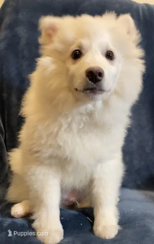 White Foxy, a male American Eskimo for sale in Hillsboro, WI – Photo 1 of 5