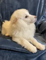 White Foxy, a male American Eskimo for sale in Hillsboro, WI – Photo 3 of 5