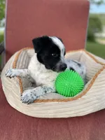 Kiki, a female Australian Cattle Dog for sale in Hillsboro, WI – 4 of 5