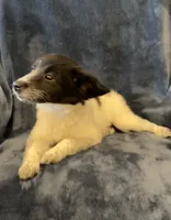Millie, a female Jack Russell Terrier and Miniature Australian Shepherd for sale in Hillsboro, WI – 6 of 7