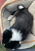Colt, a male Australian Cattle Dog and Border Collie for sale in Hillsboro, WI – 9 of 9