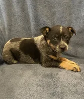 Tilly, a female Australian Cattle Dog for sale in Hillsboro, WI – 4 of 5