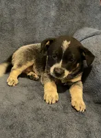 Banjo, a male Australian Cattle Dog for sale in Hillsboro, WI – 4 of 5