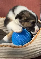 Dusty, a male Australian Cattle Dog and Border Collie for sale in Hillsboro, WI – 1 of 7