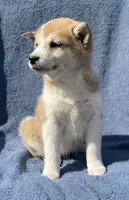 Misty, a female Shiba Inu for sale in Hillsboro, WI – 2 of 5