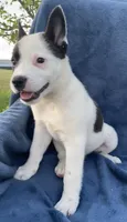 Scout, a male Australian Cattle Dog and Border Collie for sale in Hillsboro, WI – 3 of 6