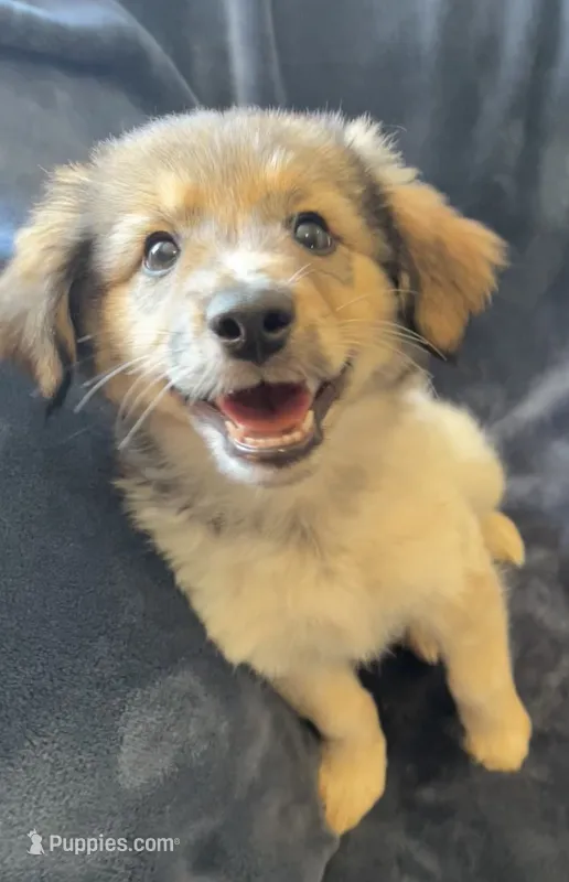 Libby – American Eskimo, Jack Russell Terrier puppy for sale in Hillsboro, WI