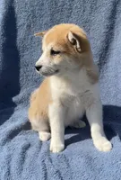 Misty, a female Shiba Inu for sale in Hillsboro, WI – 4 of 5