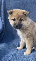 Teddy, a male Shiba Inu for sale in Hillsboro, WI – 4 of 5