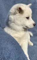 Yuki, a male Shiba Inu for sale in Hillsboro, WI – 4 of 4