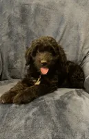 Fin, a male English Shepherd and Poodle - Miniature  for sale in Hillsboro, WI – 3 of 6