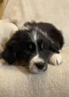 Becket , a male Australian Shepherd for sale in Hillsboro, WI – Photo 1 of 5