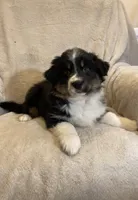 Becket , a male Australian Shepherd for sale in Hillsboro, WI – Photo 4 of 5