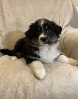 Becket , a male Australian Shepherd for sale in Hillsboro, WI – Photo 3 of 5