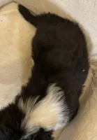 Becket , a male Australian Shepherd for sale in Hillsboro, WI – Photo 5 of 5