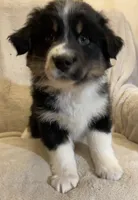 Becket , a male Australian Shepherd for sale in Hillsboro, WI – Photo 2 of 5