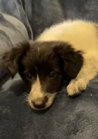 Millie, a female American Eskimo and Jack Russell Terrier for sale in Hillsboro, WI – 3 of 10