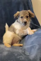 Libby, a female American Eskimo and Jack Russell Terrier for sale in Hillsboro, WI – 8 of 10