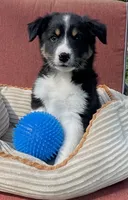 Colt, a male Australian Cattle Dog and Border Collie for sale in Hillsboro, WI – 1 of 9