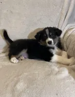 Ava, a female Australian Shepherd for sale in Hillsboro, WI – Photo 2 of 5