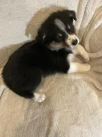 Ava, a female Australian Shepherd for sale in Hillsboro, WI – Photo 4 of 5