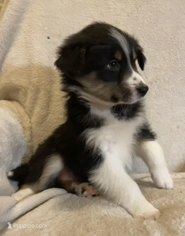 Ava – Australian Shepherd puppy for sale in Hillsboro, WI