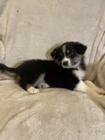 Ava, a female Australian Shepherd for sale in Hillsboro, WI – Photo 3 of 5