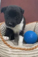 Sage, a female Australian Cattle Dog and Border Collie for sale in Hillsboro, WI – 2 of 5
