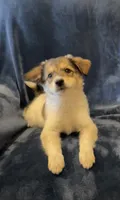 Gabby, a female American Eskimo and Jack Russell Terrier for sale in Hillsboro, WI – 7 of 10