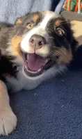 Rosie, a female Australian Shepherd for sale in Hillsboro, WI – 5 of 5