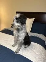 Elly, a female Australian Shepherd and Bordoodle for sale in Hillsboro, WI – Photo 5 of 5