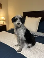 Elly, a female Australian Shepherd and Bordoodle for sale in Hillsboro, WI – Photo 4 of 5