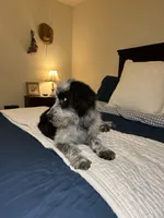 Elly, a female Australian Shepherd and Bordoodle for sale in Hillsboro, WI – Photo 2 of 5