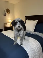 Elly, a female Australian Shepherd and Bordoodle for sale in Hillsboro, WI – Photo 3 of 5