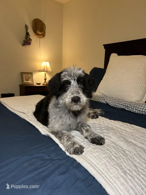 Elly – Australian Shepherd, Bordoodle puppy for sale in Hillsboro, WI