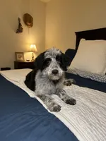 Elly, a female Australian Shepherd and Bordoodle for sale in Hillsboro, WI – Photo 1 of 5