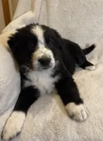 Bucky, a male Australian Cattle Dog and Border Collie for sale in Hillsboro, WI – Photo 3 of 5