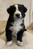 Bucky, a male Australian Cattle Dog and Border Collie for sale in Hillsboro, WI – Photo 2 of 5