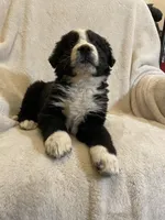 Bucky, a male Australian Cattle Dog and Border Collie for sale in Hillsboro, WI – Photo 4 of 5
