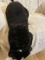 Bucky, a male Australian Cattle Dog and Border Collie for sale in Hillsboro, WI – Photo 5 of 5