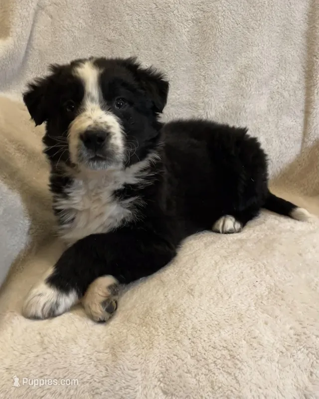 Bucky – Australian Cattle Dog, Border Collie puppy for sale in Hillsboro, WI
