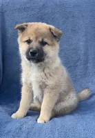 Teddy, a male Shiba Inu for sale in Hillsboro, WI – 2 of 5