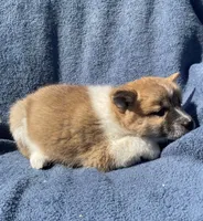 Daisy, a female Shiba Inu for sale in Hillsboro, WI – 3 of 5