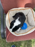 Remi, a male Australian Cattle Dog and Border Collie for sale in Hillsboro, WI – 8 of 8