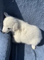 Snowy, a female Shiba Inu for sale in Hillsboro, WI – 5 of 5