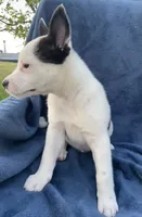 Scout, a male Australian Cattle Dog and Border Collie for sale in Hillsboro, WI – 5 of 6